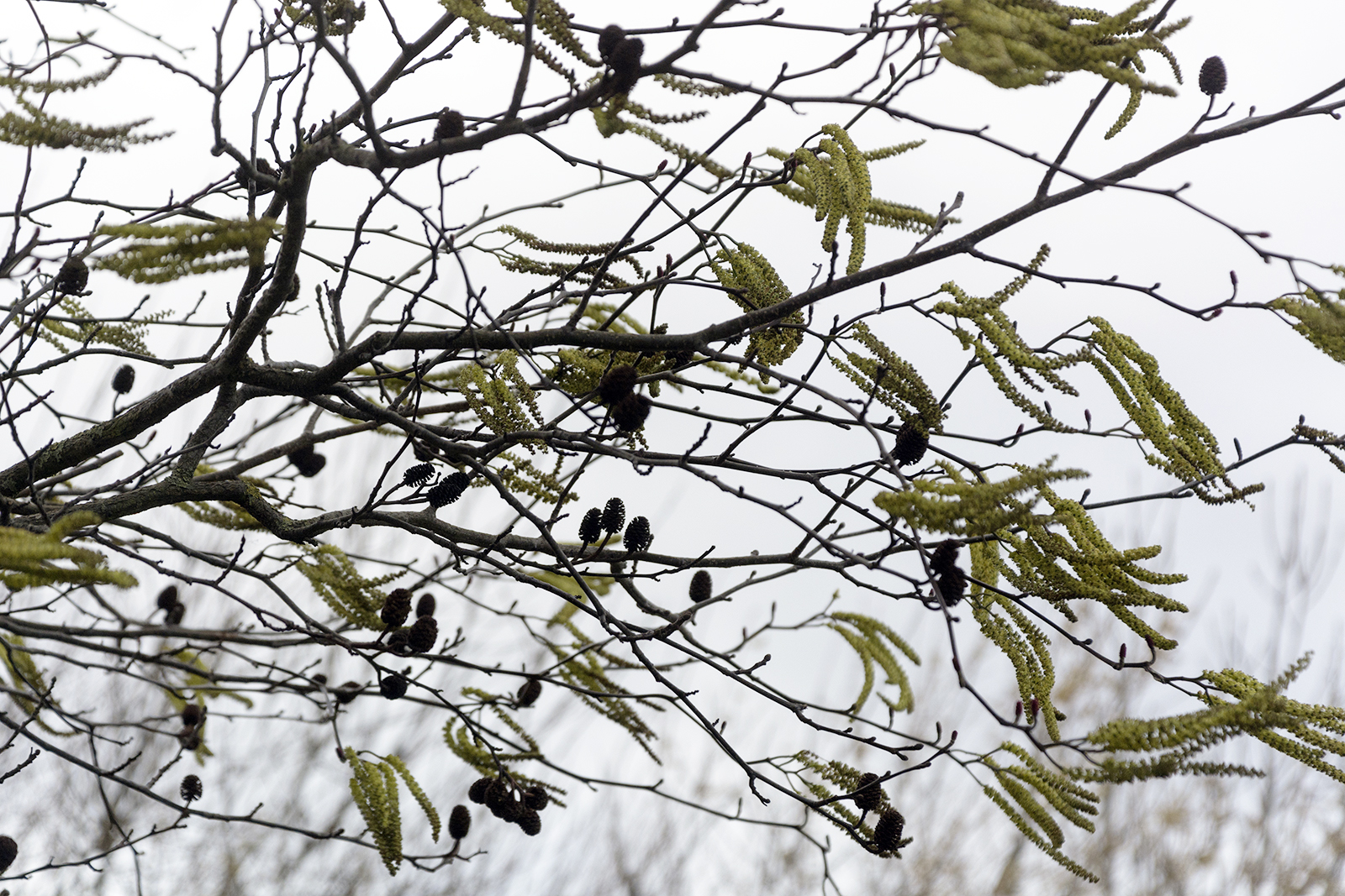 2017-02-23-Wandsworth_Barnes_Thames-Path_Flora-Blowing-in-the-wind