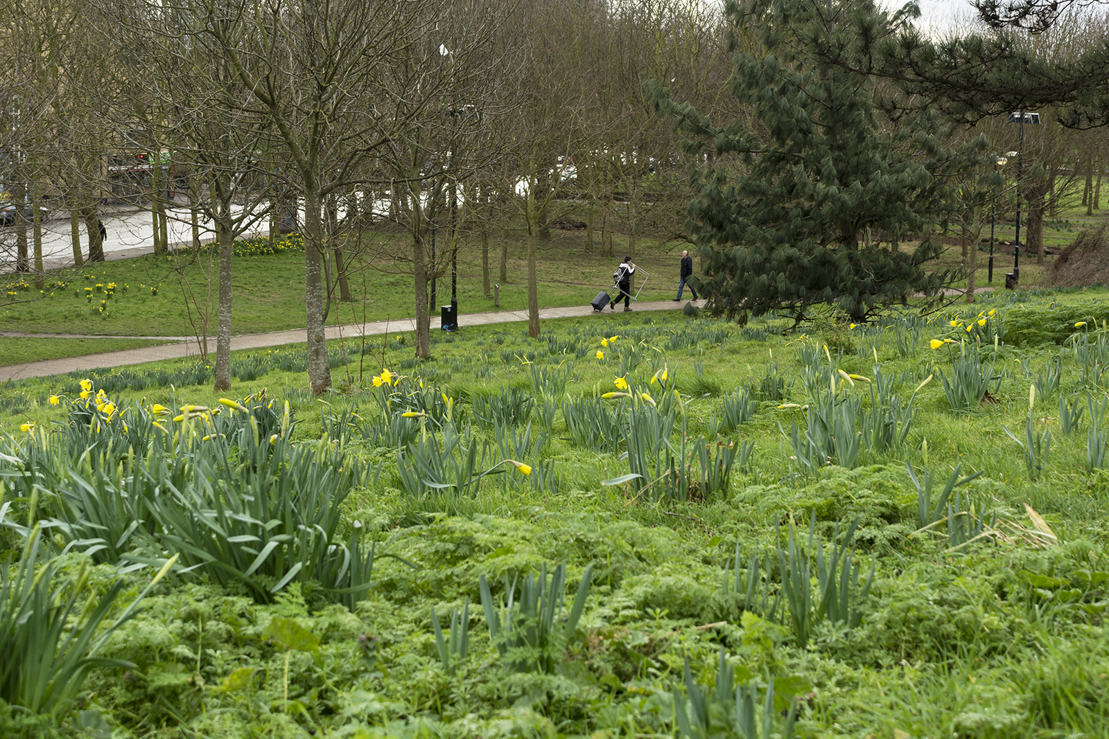 2017-02-26-Tower-Hamlets_Park_Winter_Landscape-Mile-End-Park