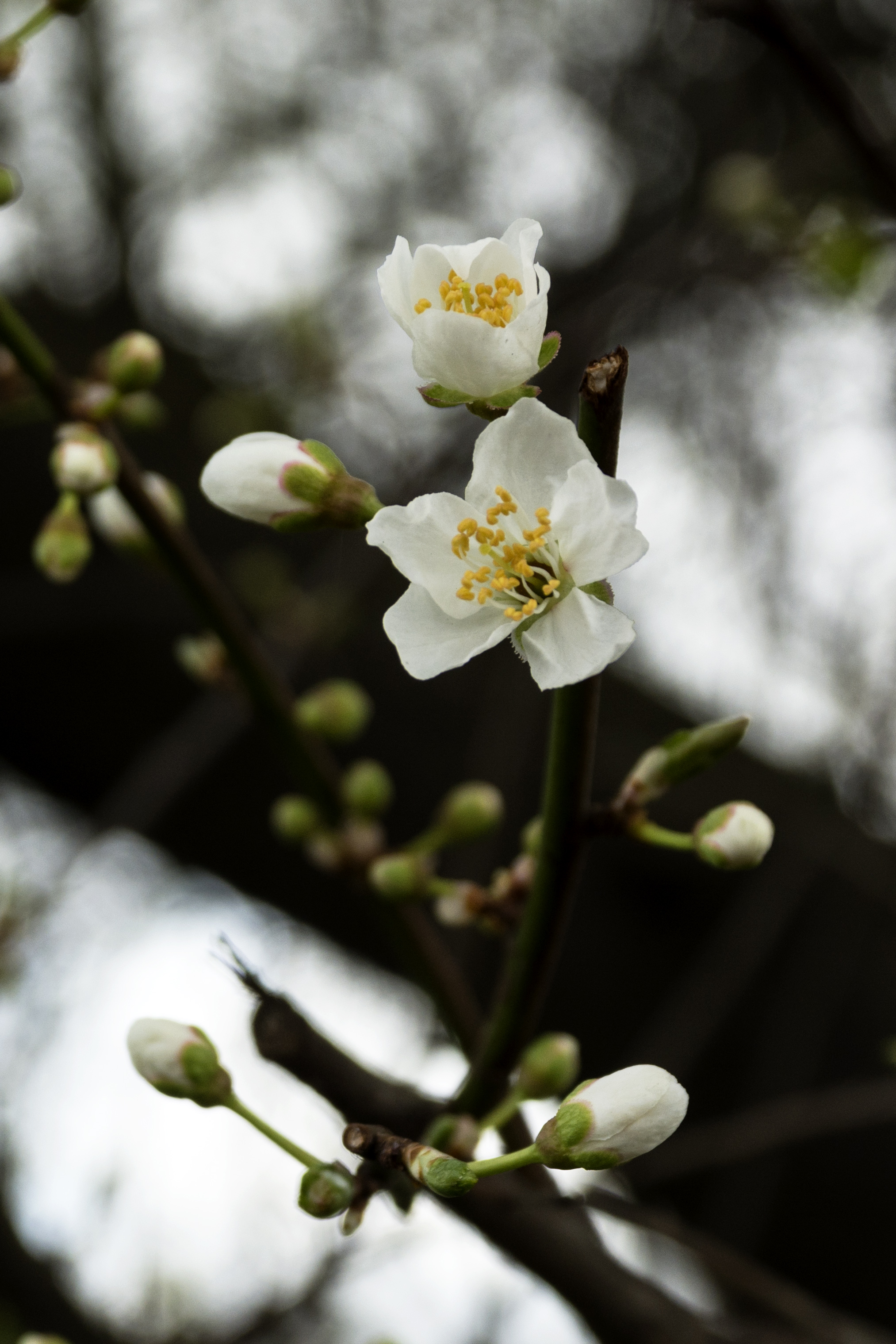 2017-02-26-Tower-Hamlets_Parks_Winter_Flora-Early-Spring-Blossom