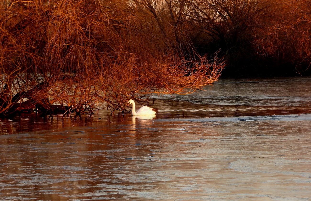 20170121_Barking-and-Dagenham_Mayesbrook-Park-Lake_Mayesbrook-Waterscape-View