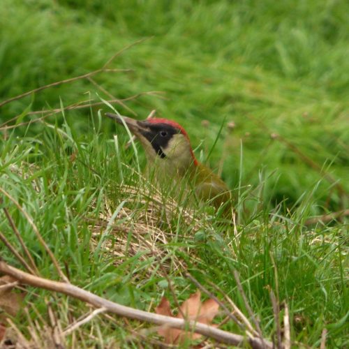 20170126_Newham_Wetlands-Walk-Olympic-Park_Woody-Woodpecker