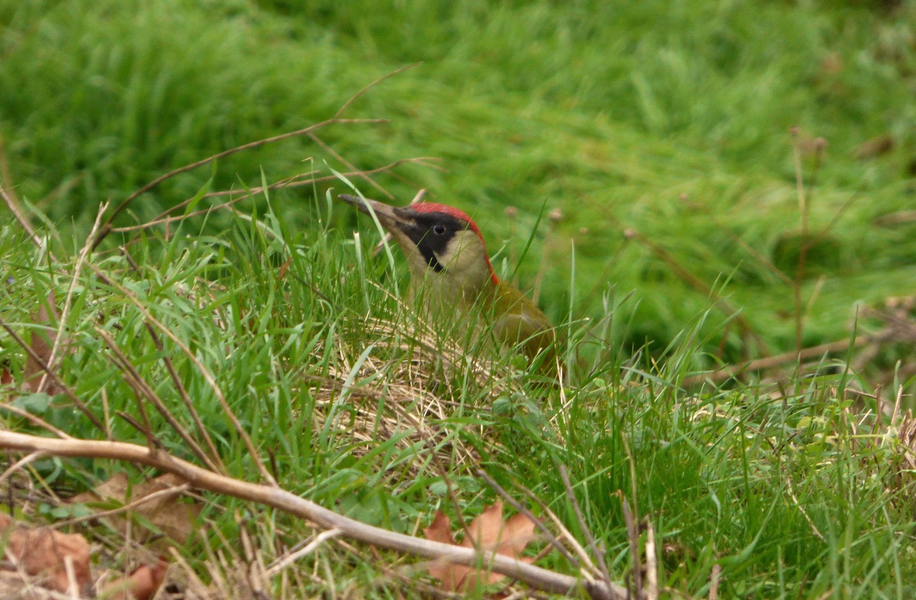 20170126_Newham_Wetlands-Walk-Olympic-Park_Woody-Woodpecker