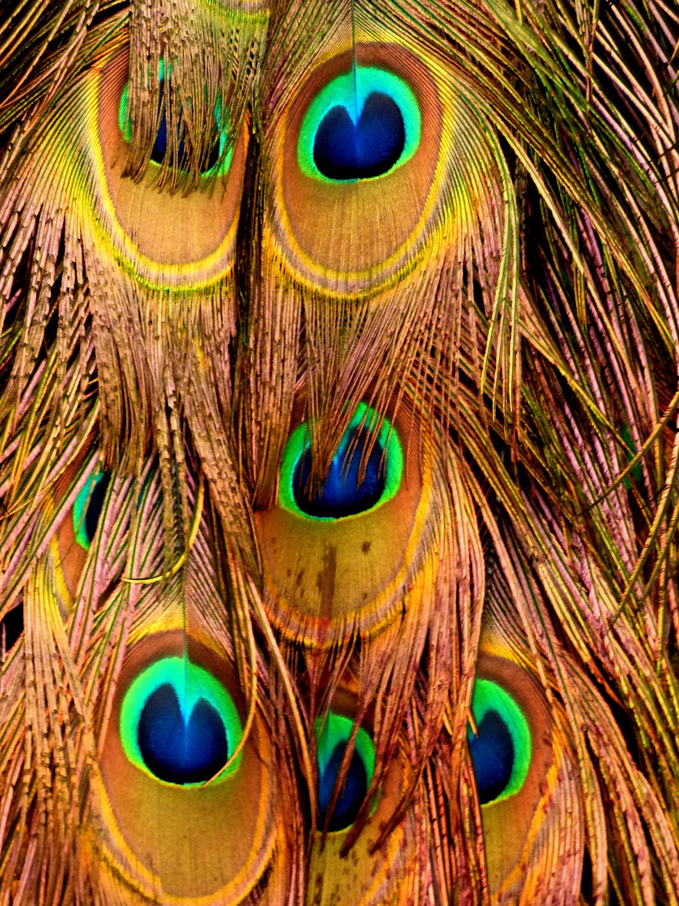 20170129_Borough-of-Kensington-and-Chelsea_Kyoto-Gardens-Holland-Park_Colours-of-a-Peacock