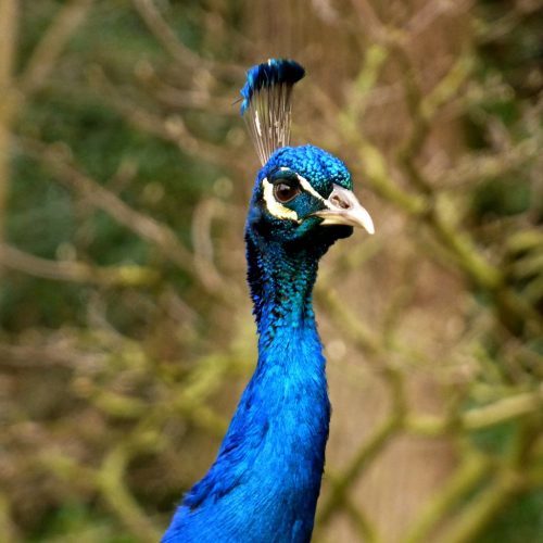 20170129_Borough-of-Kensington-and-Chelsea_Kyoto-Gardens-Holland-Park_The-curious-Peacock