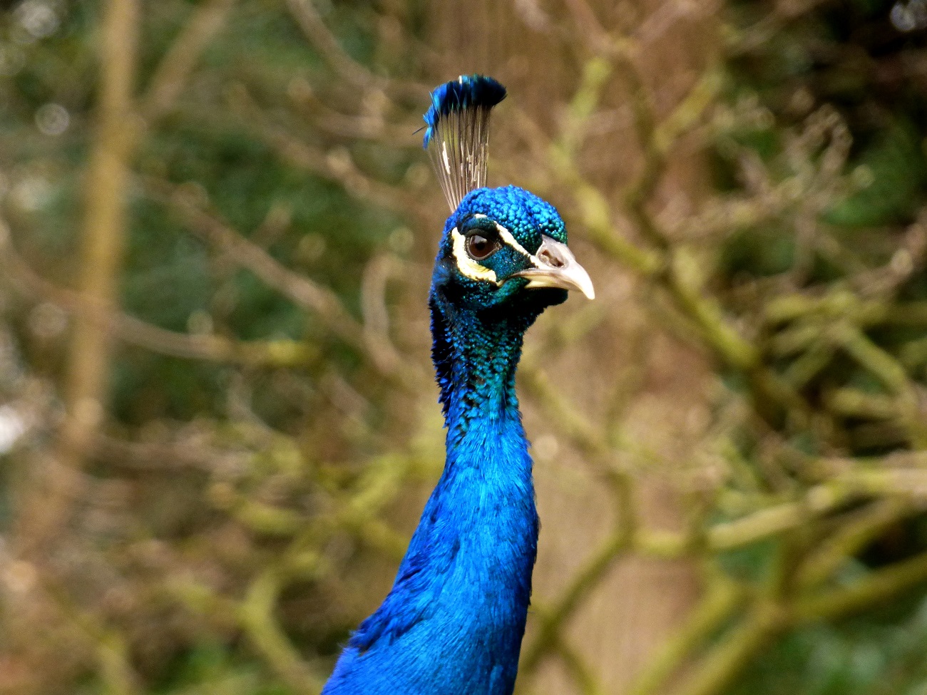 20170129_Borough-of-Kensington-and-Chelsea_Kyoto-Gardens-Holland-Park_The-curious-Peacock