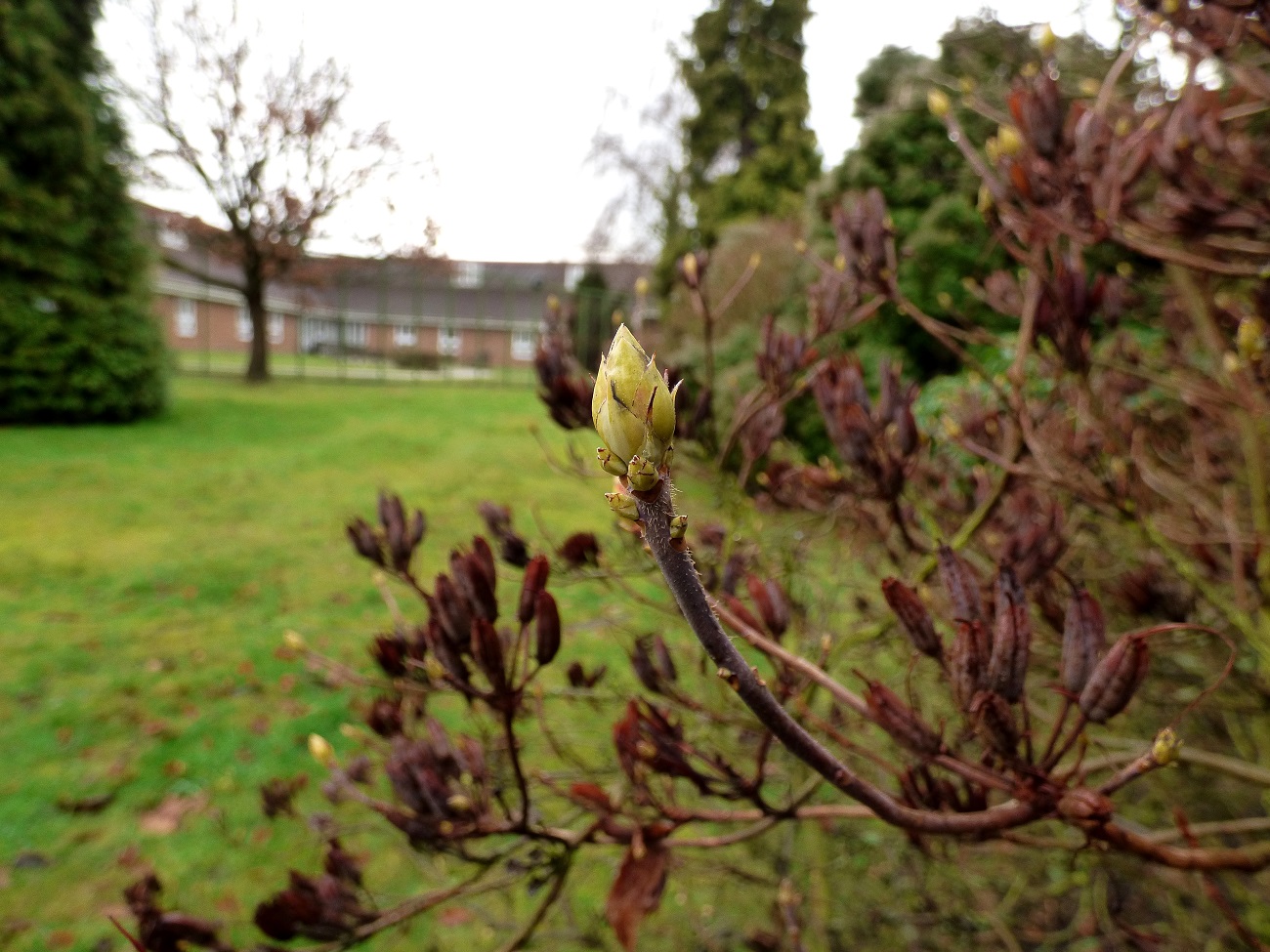 20170204_Bromley_Bethlem-Royal-Hospital_Bud-of-Winter