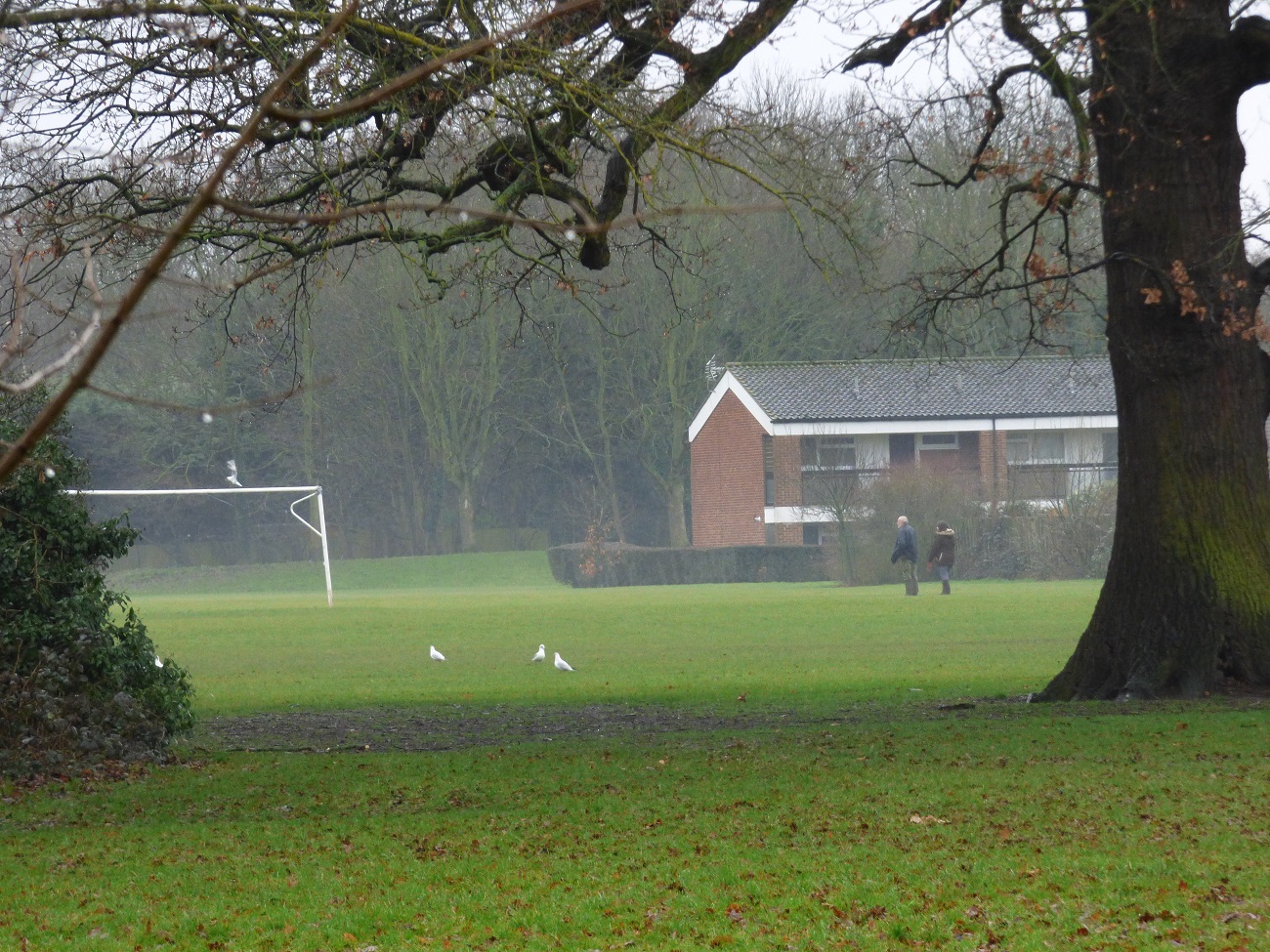 20170204_Bromley_Harvington-Park_Pausing-for-a-moment