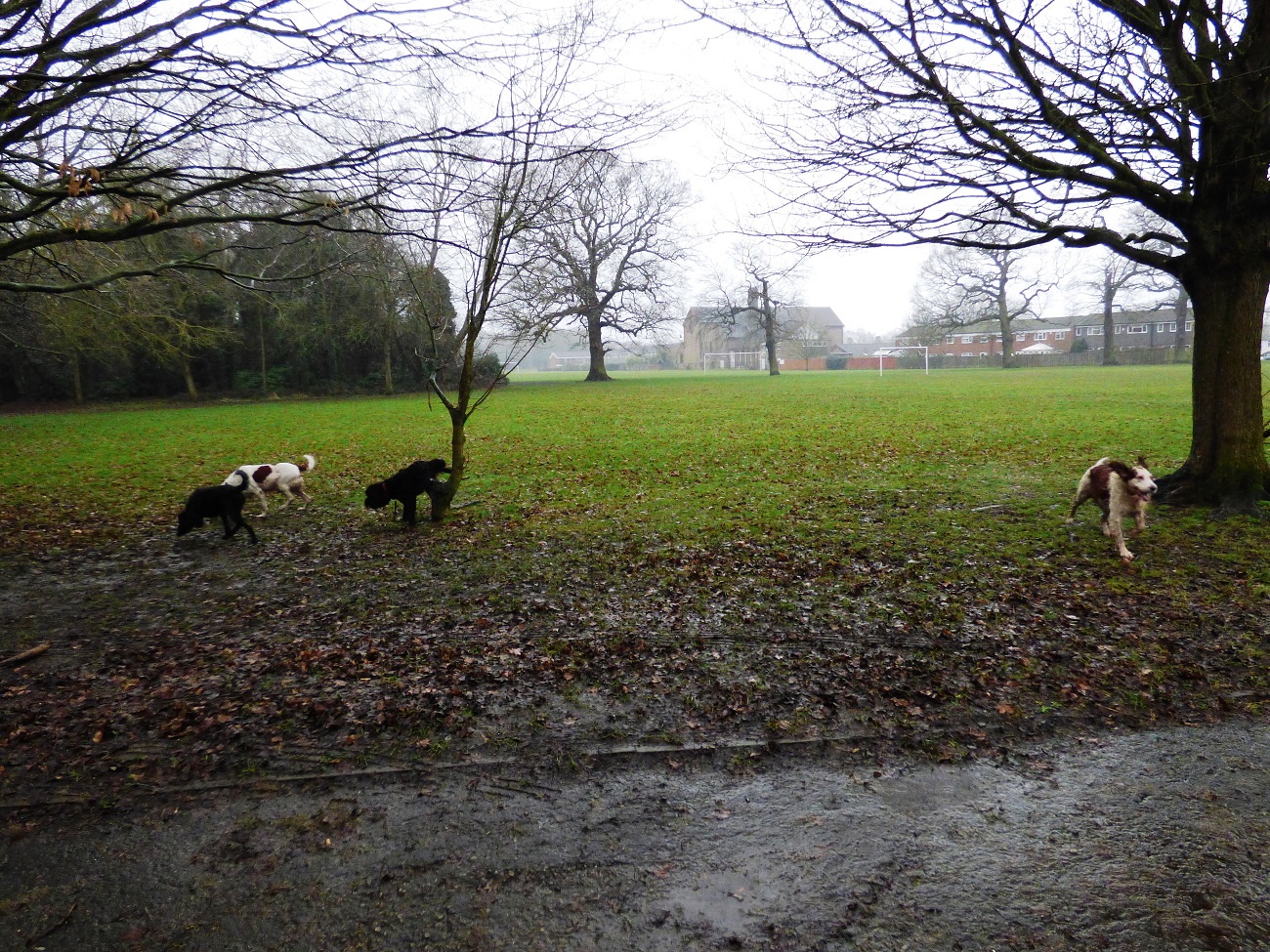 20170204_Bromley_Harvington-Park_Running-around