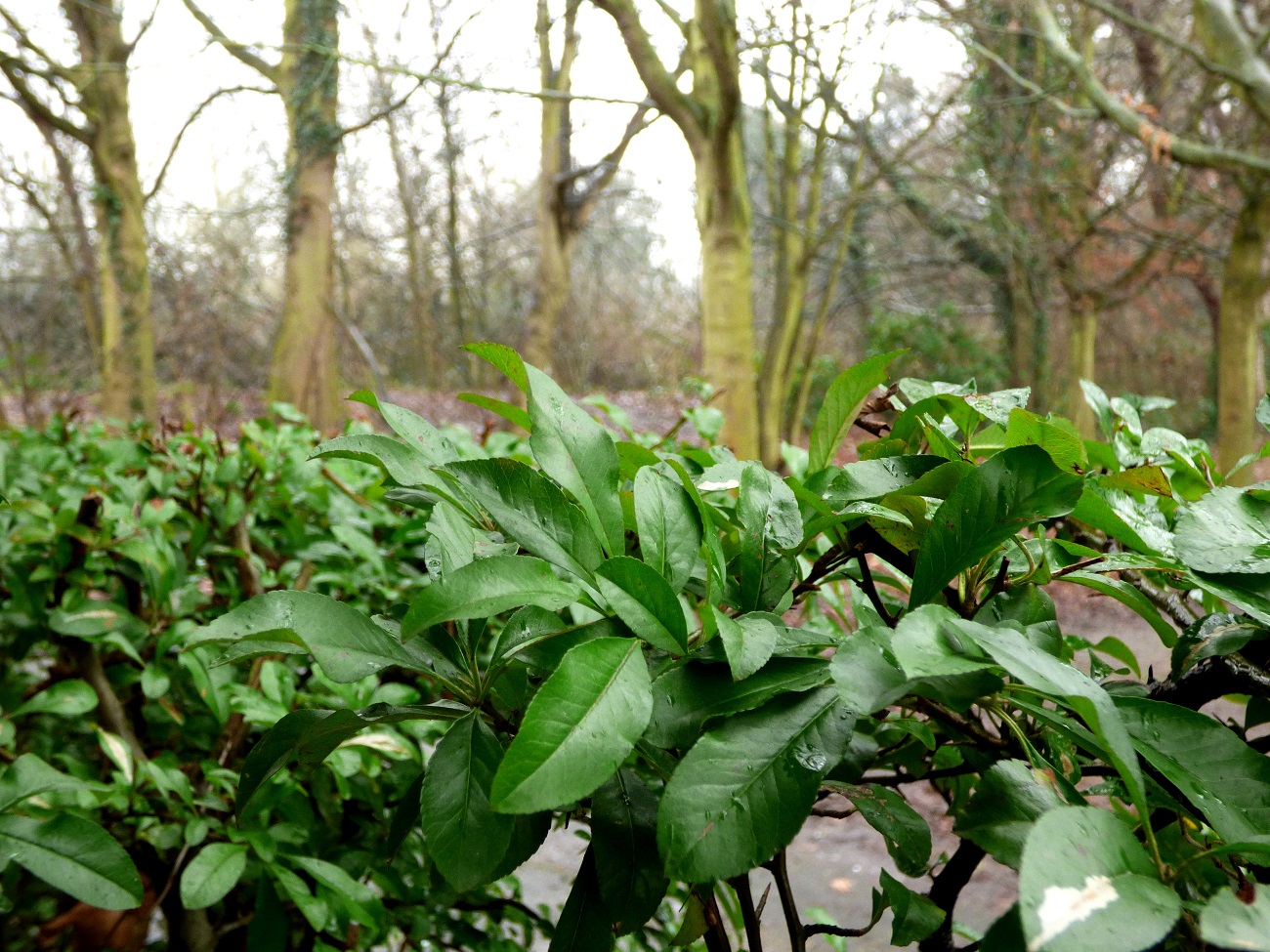 20170204_Bromley_Harvington-Park_Trees-and-Shrubs