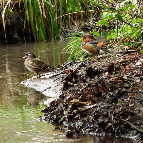 20170204_Bromley_High-Broom-Wood_Male-and-Female-Mandarin-Ducks