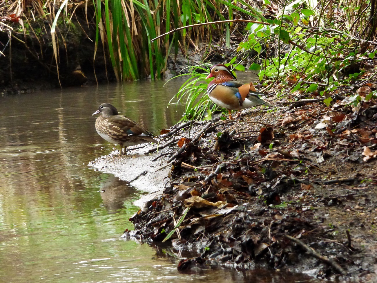 20170204_Bromley_High-Broom-Wood_Male-and-Female-Mandarin-Ducks