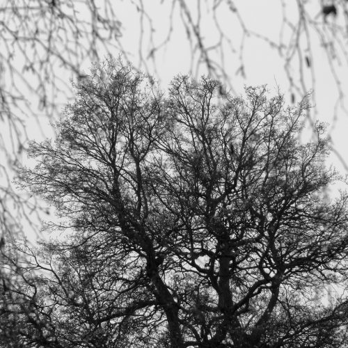 20170204_Bromley_Spring-Park_Tree-upon-Tree