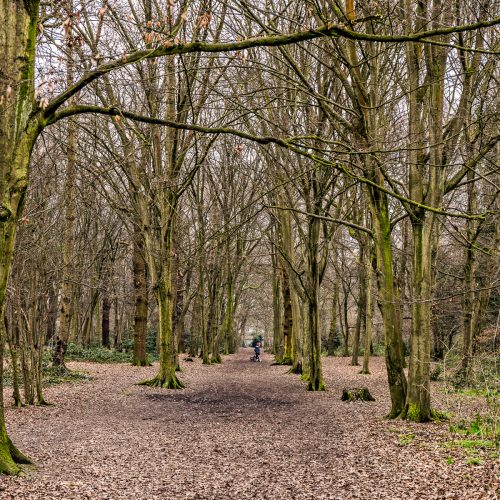 20170215_Bexley_Bexley-Park-Wood_Woodland-path