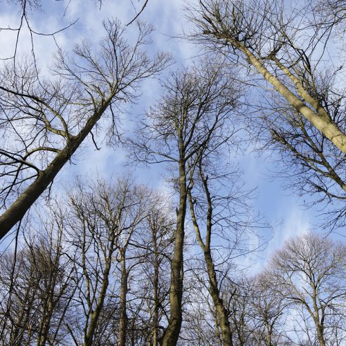 20170216_Croydon_Foxes-Wood_Reach-for-the-sky