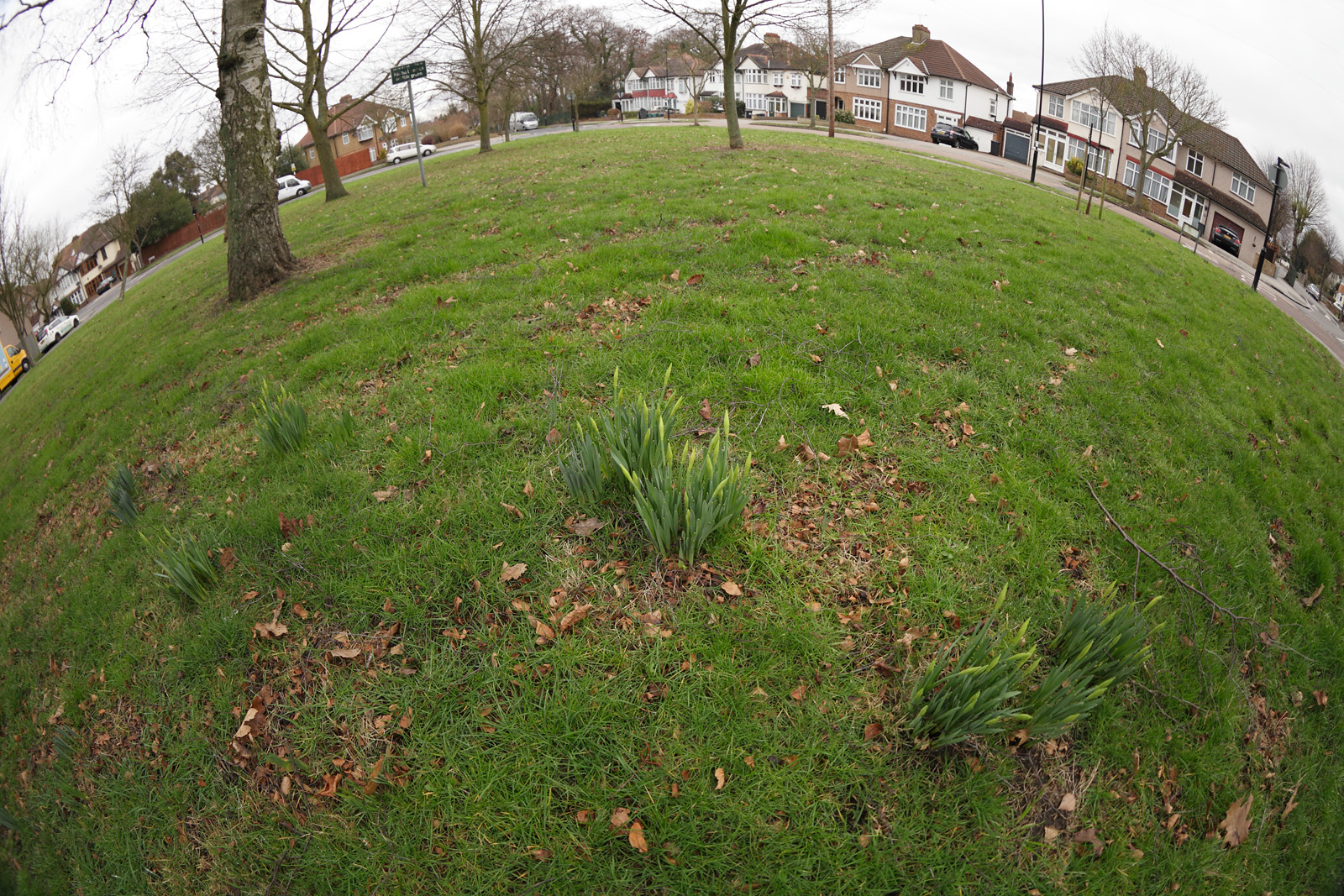 20170221_Croydon_Temple-Avenue_Impending-bloom