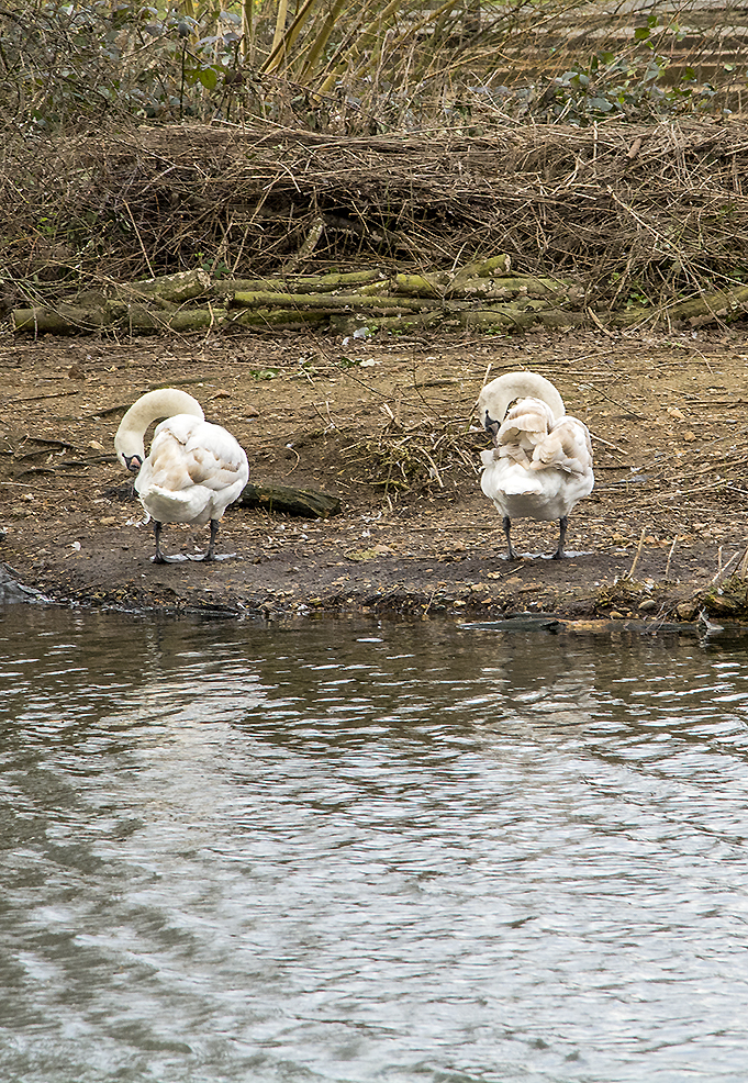 20170223_Rchmond_-Barnes-Green-Pond-_Grooming