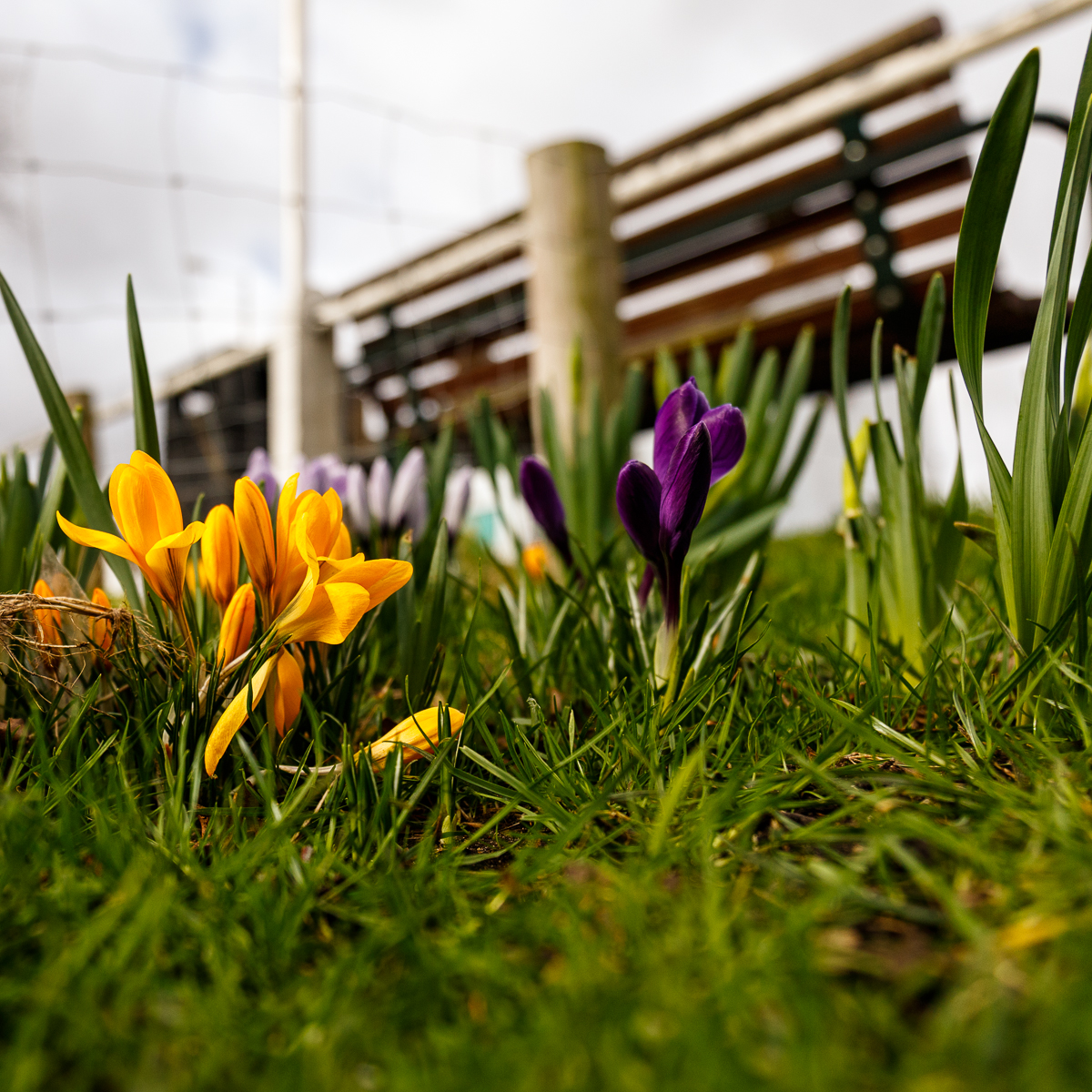 20170223_Richmond-Upon-Thames_Barnes-Green_Promise-of-Spring