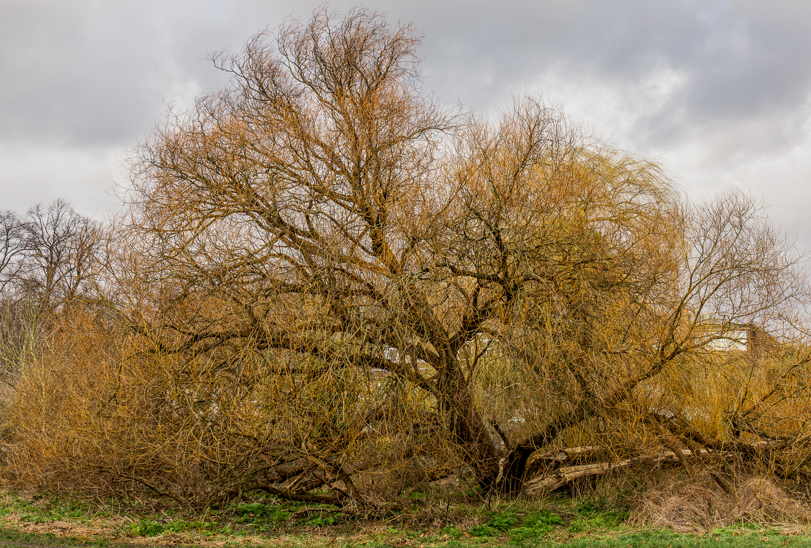 20170223_Richmond-Upon-Thames_Barns-Common-Nature-Reserve_Tree