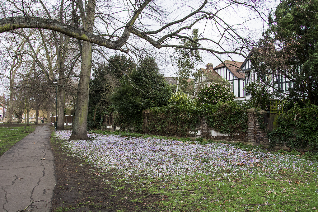 20170223_Richmond_-Barnes-Green-_Ready-to-blossom