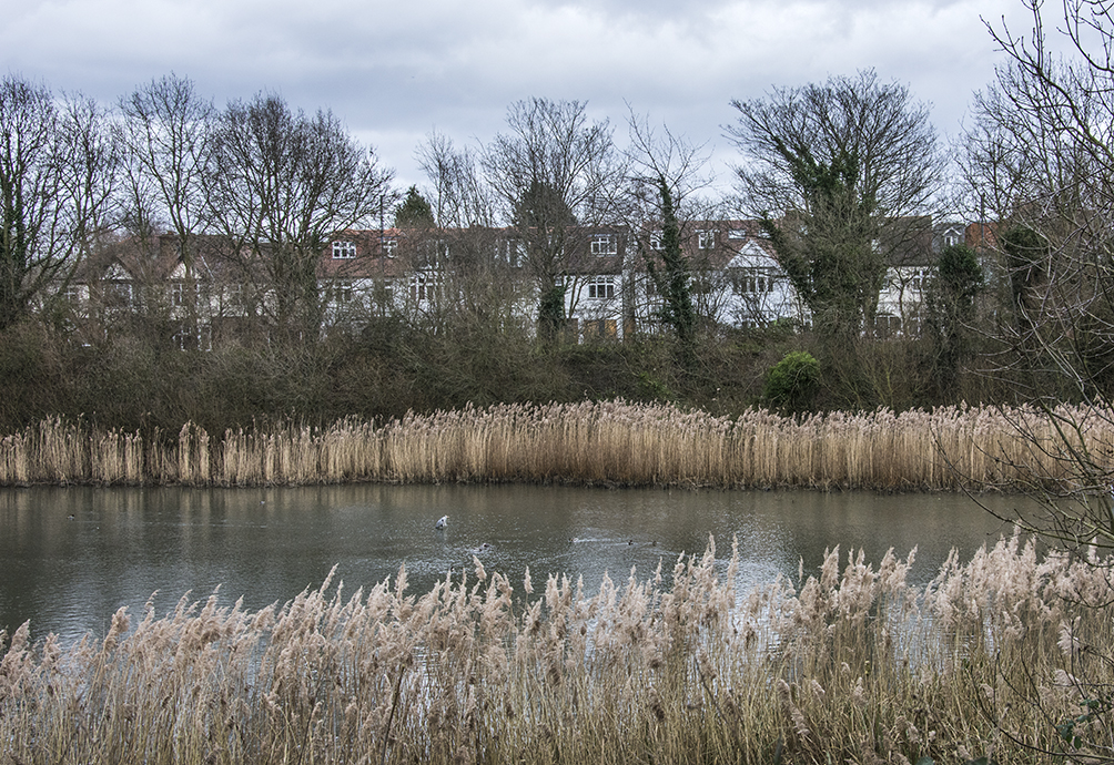 20170223_Richmond_-Leg-of-Mutton-_Wetlands-of-Barnes