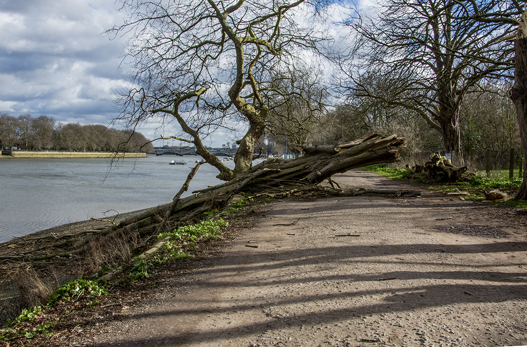 20170223_Richmond_Leg-of-Mutton-_Fallen-tree