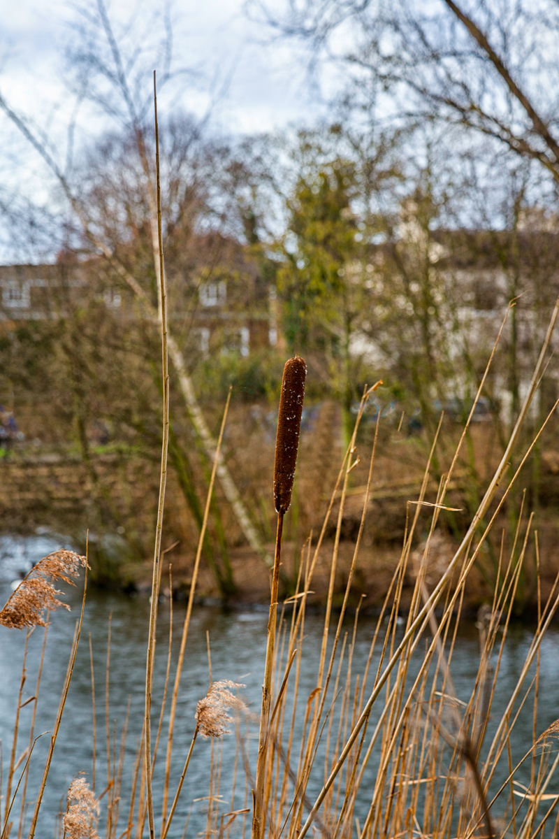 Pond-Reed