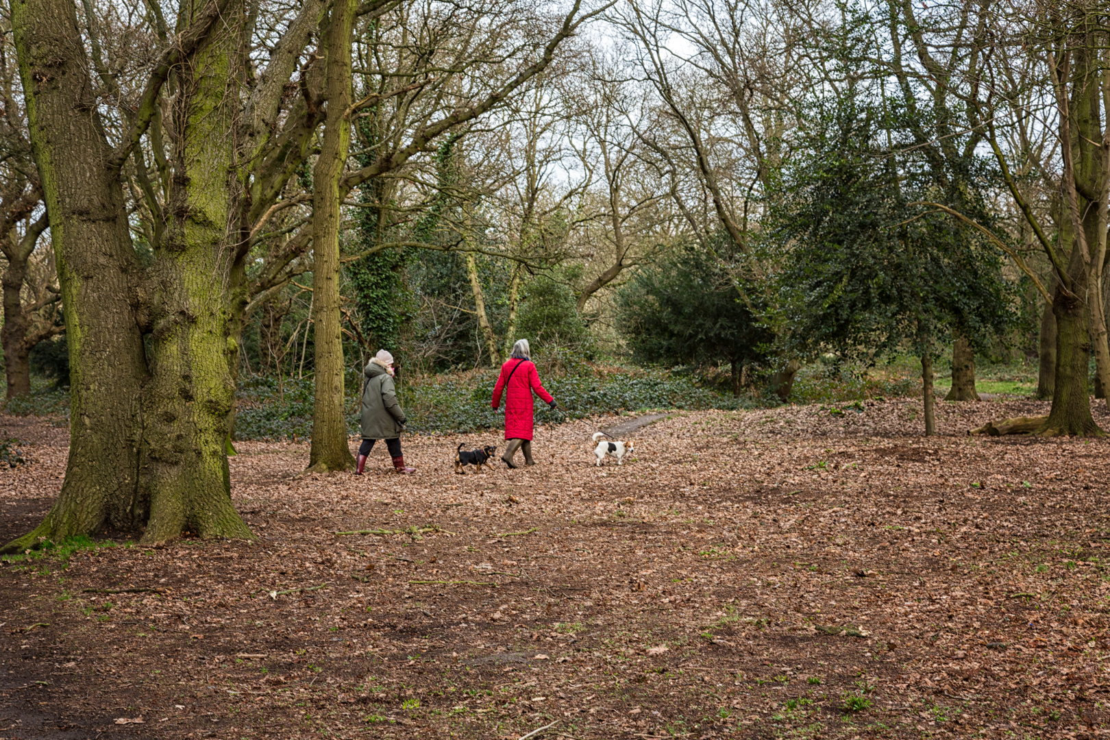 Walking-The-Dogs