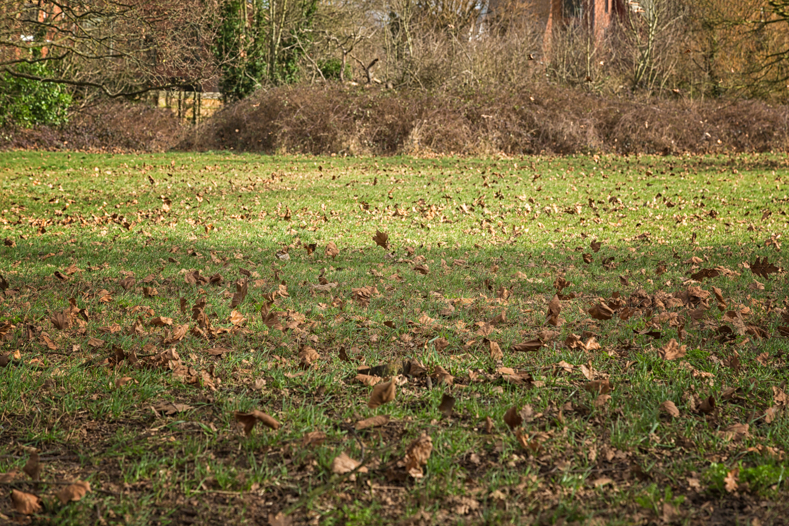 Wind-Blown-Dancing-Leaves