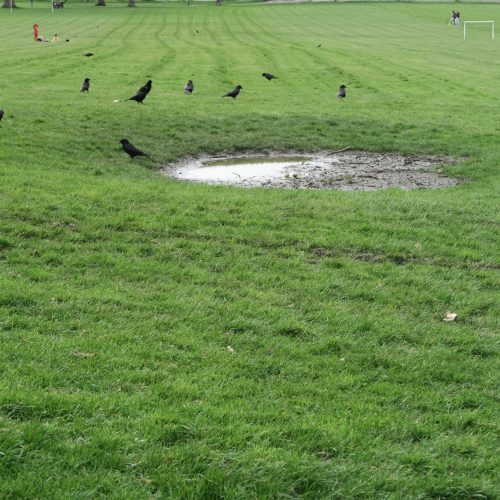 06-The-crows-of-Peckham-Rye-Common-10_4_16