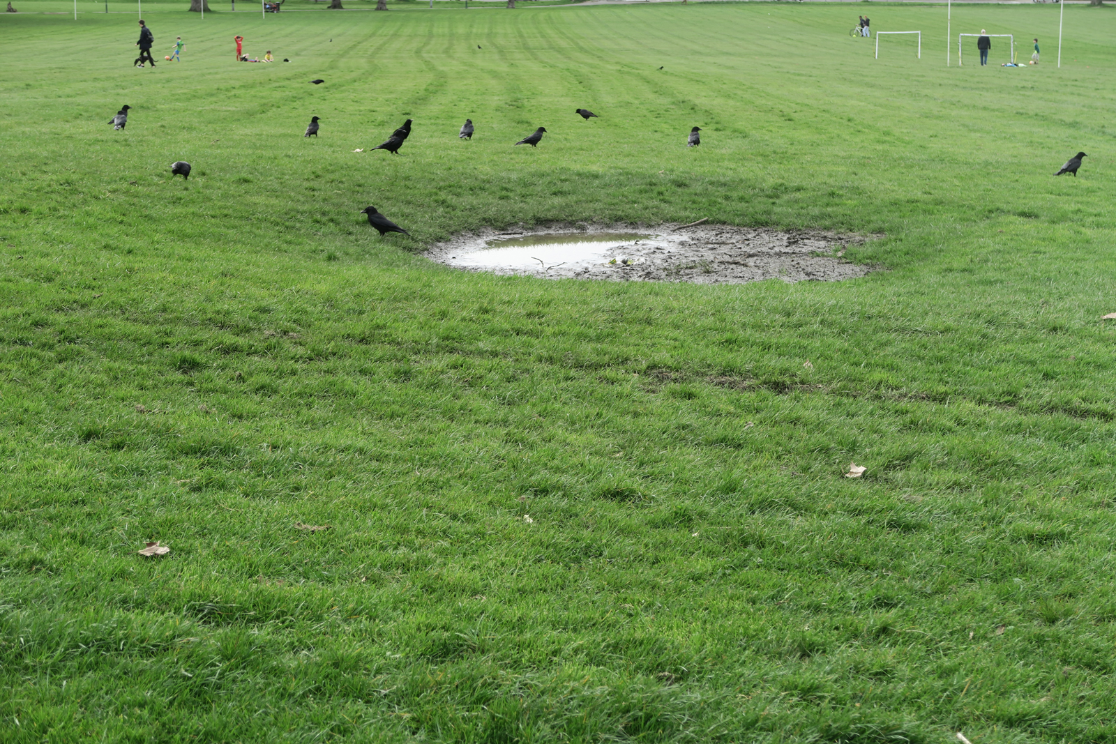 06-The-crows-of-Peckham-Rye-Common-10_4_16