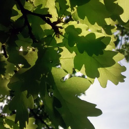 09-Sycamore-Dulwich-Park-8_5_16