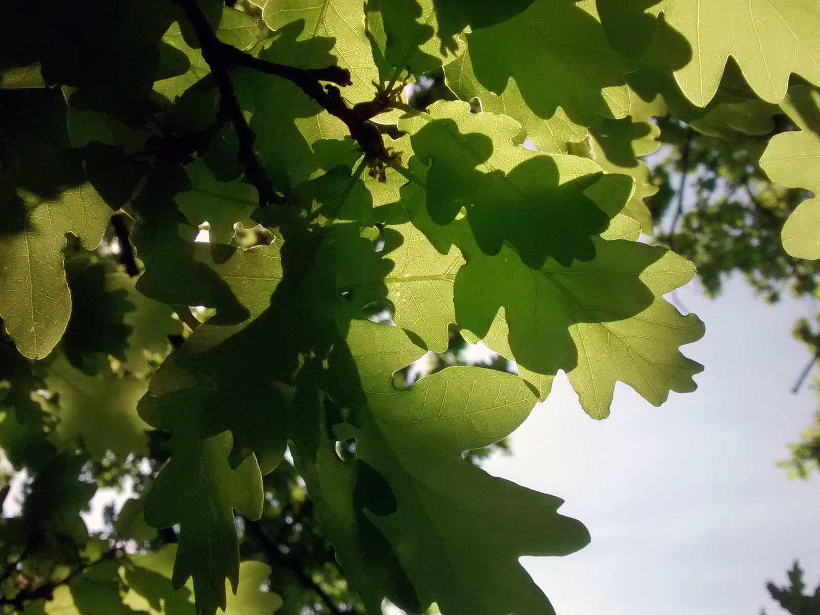 09-Sycamore-Dulwich-Park-8_5_16