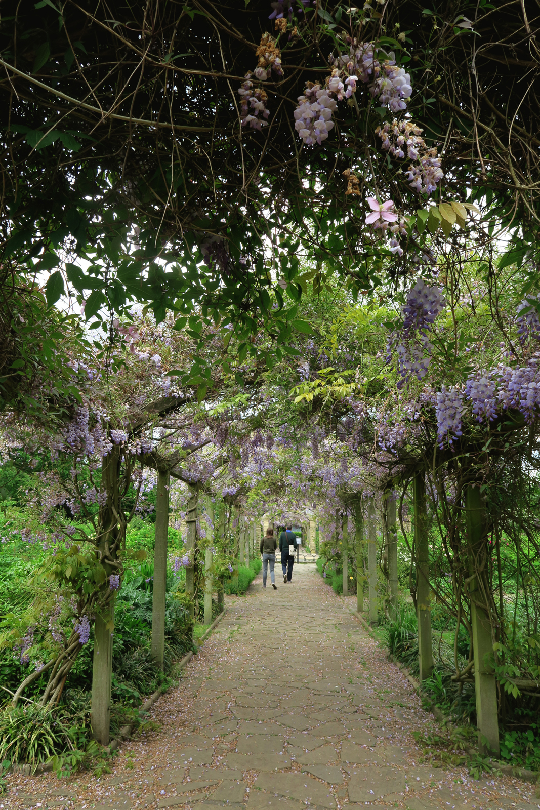 10-Wisteria-Peckham-Rye-Park-24_5_16