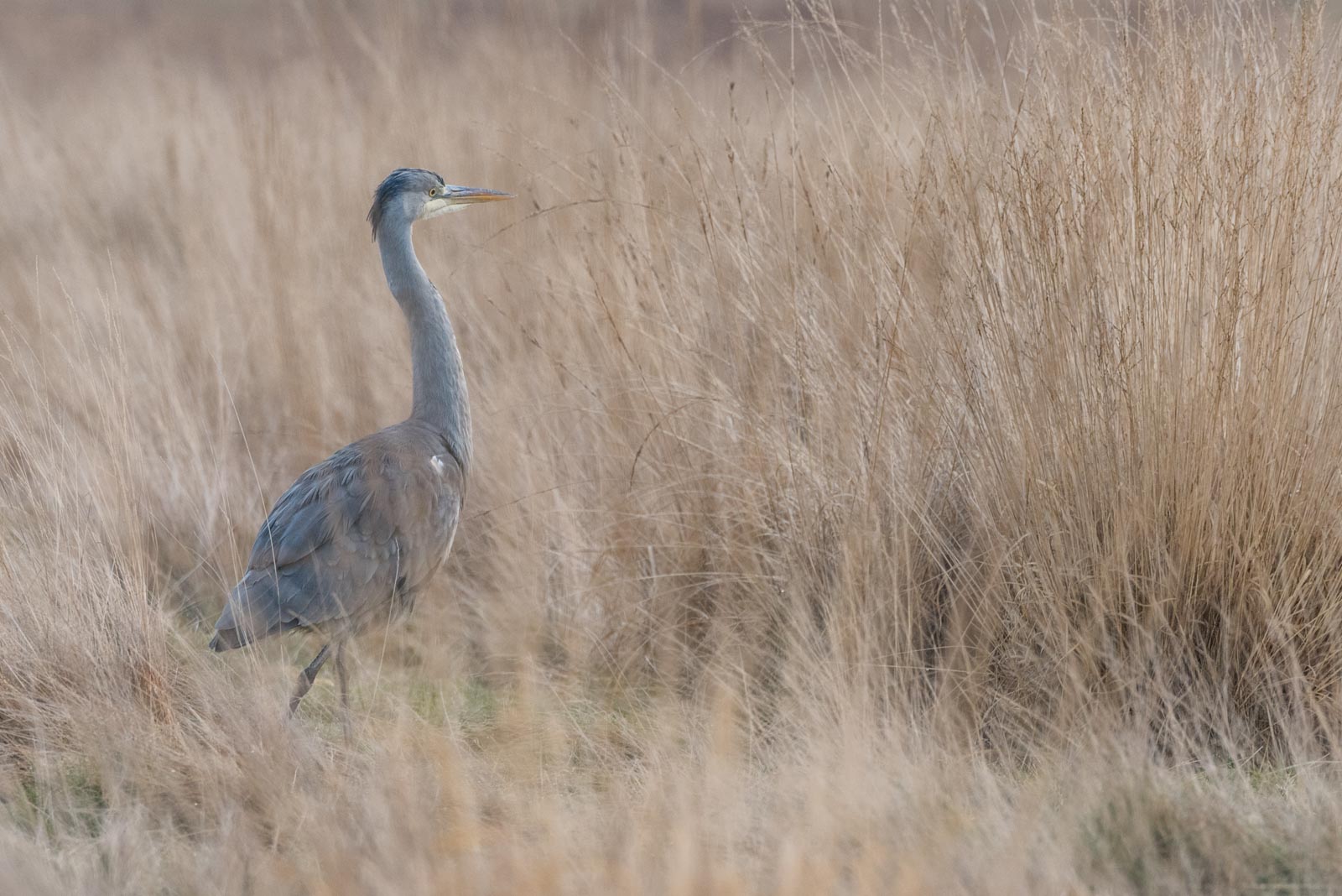 170205_Richmond_RichmondPark