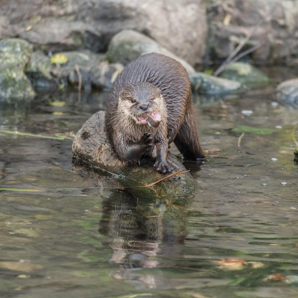 170325_Richmond_LondonWetlandCentre