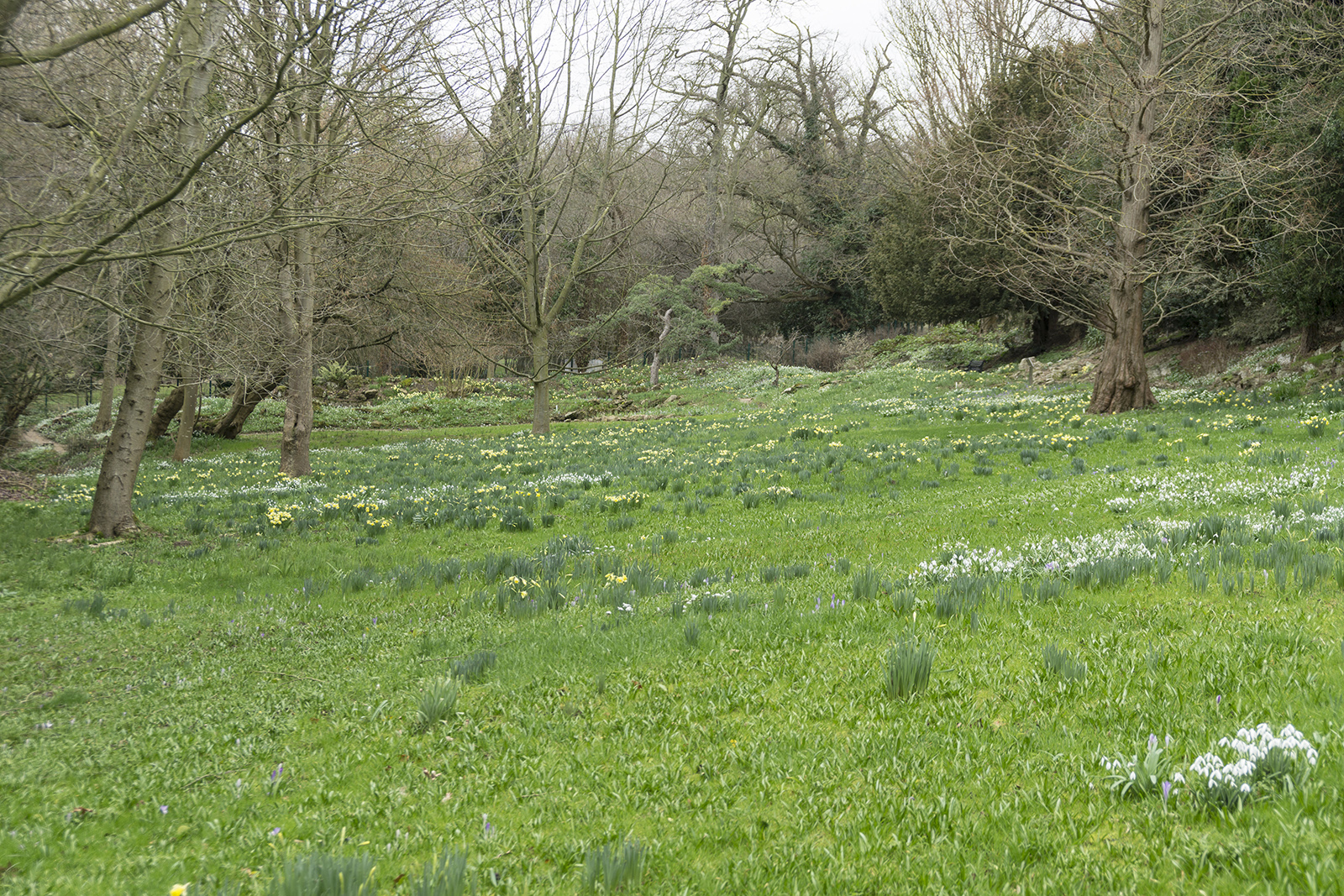 2017-03-01-Enfield_Myddeloton-Hall_Woodland-Garden_Winter3