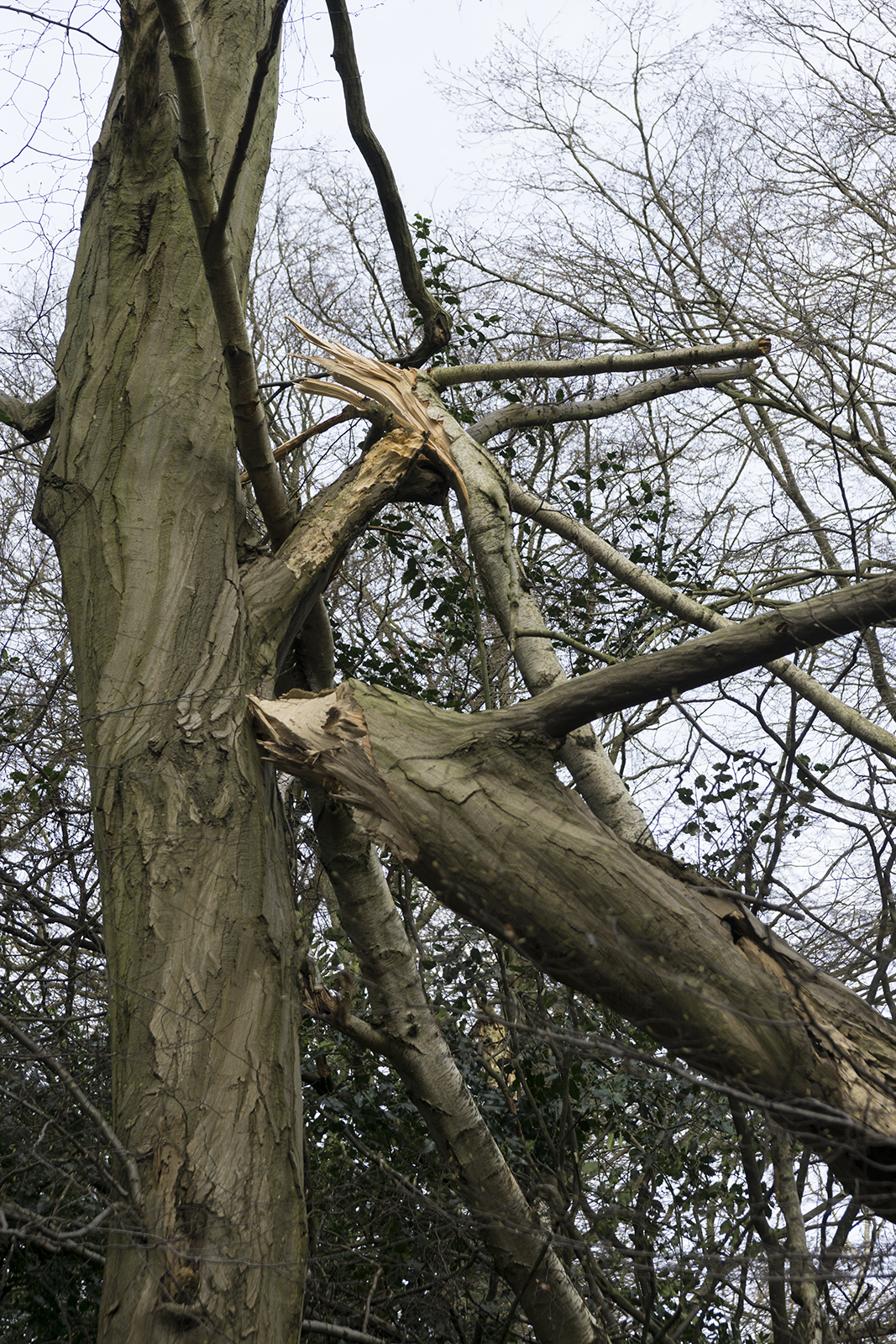 2017-03-01-Enfield_Whitewebbs-Wood_Winter_Flora-Snapped-like-a-Grissini-Stick