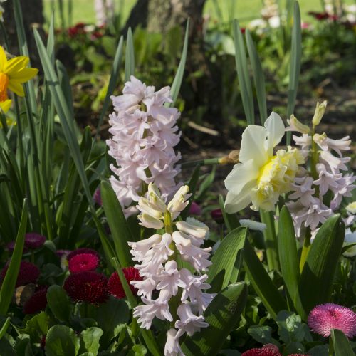 2017-03-15-Kensington-and-Chelsea_St-Lukes-Garden_Flora_Spring-Colours-of-Spring