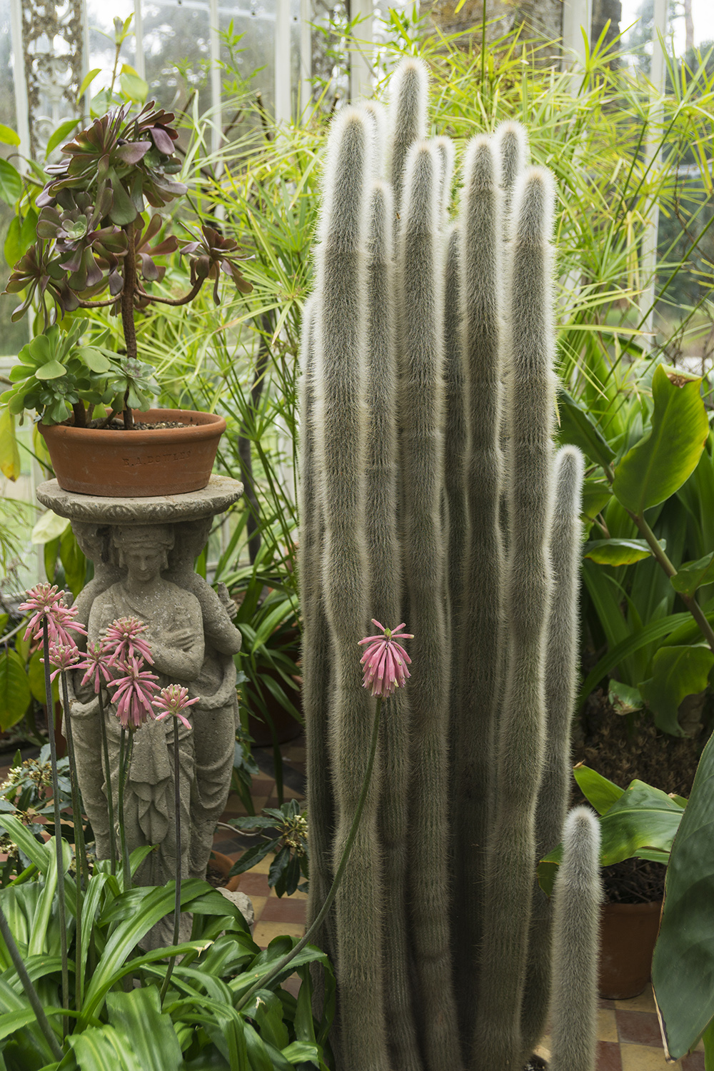 20170301Enfield_Whitewebbs_Winter_Flora-Greenhouse-at-Myddleton