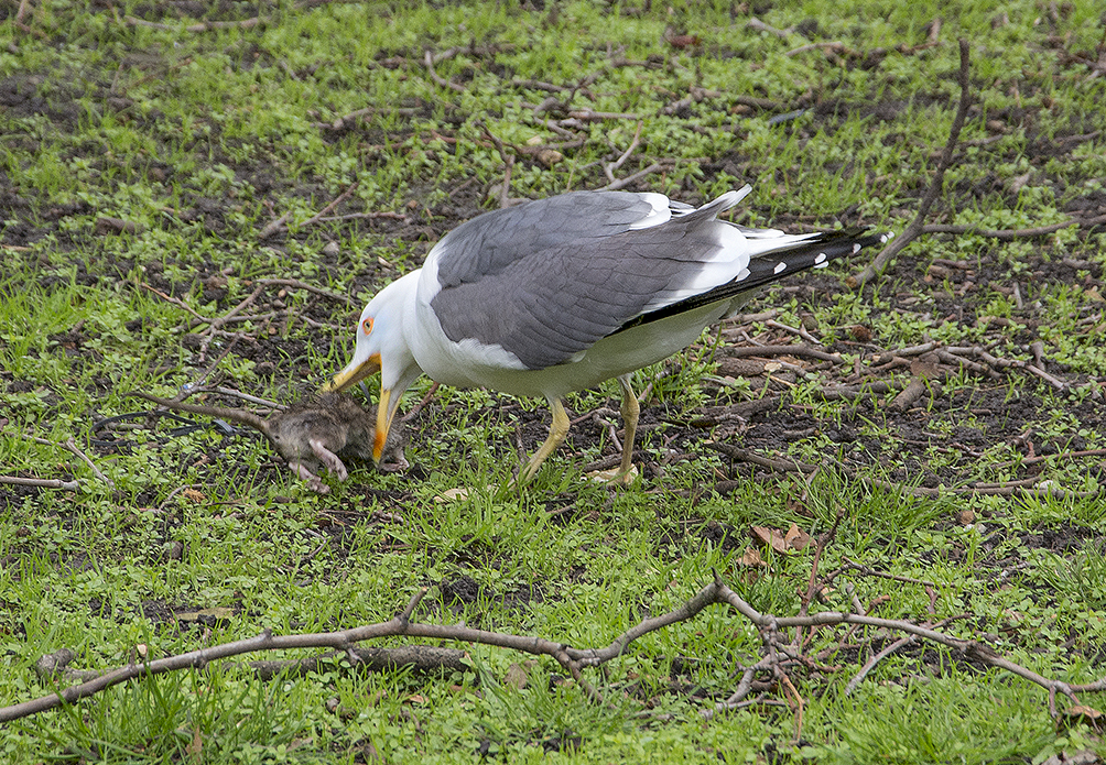 20170303_Camden_Euston-Square-Gardens_Gull-feasting-on-a-rat