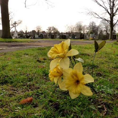20170306_Redbridge_Barkingside-Cemetery_Plastic-Flora