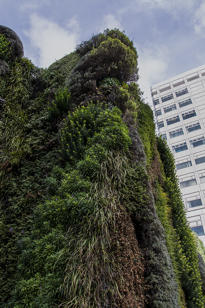 20170307_Westminster_Marylebone-Road_Living-wall-detail