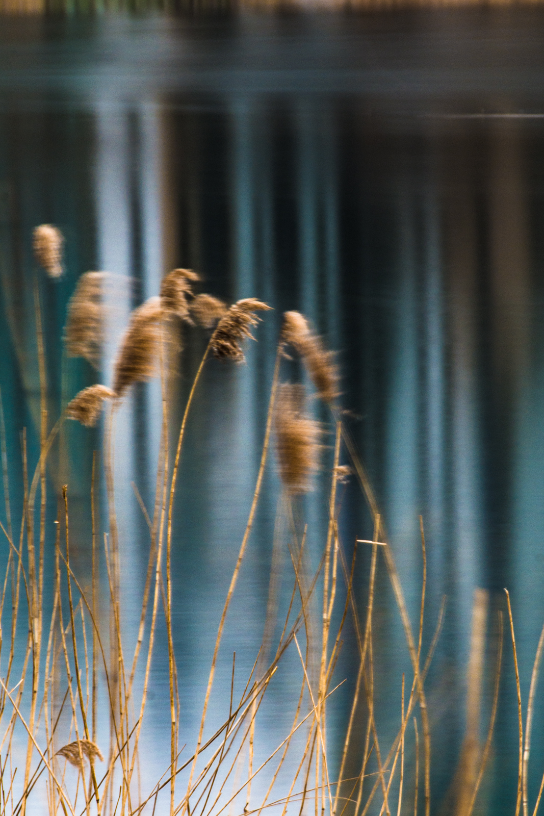 20170310_Hackney_Woodberrywetlands_breeze