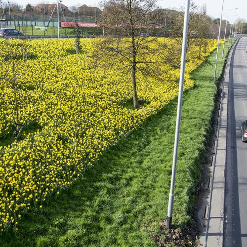 20170313_Barnet_North-Circular-Road-_Daffodils-along-N-Circular-Road