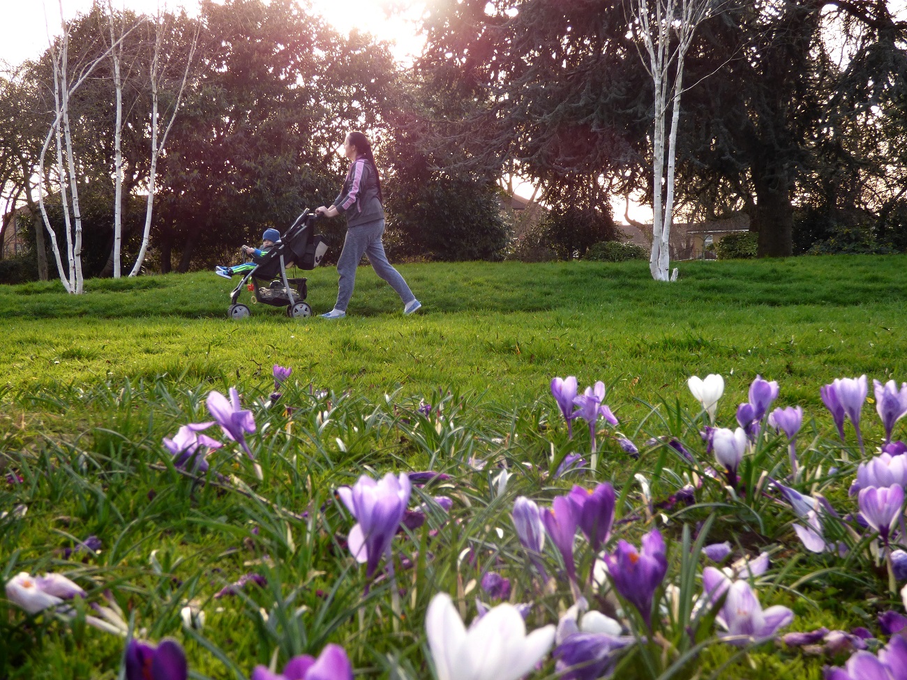 20170313_Newham_Hermit-Road-Recreation-Ground_Purple-Spring