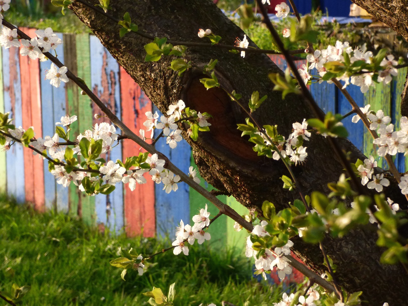 20170313_Newham_Hermit-Road-Recreation-Ground_Spring-wrapped-Tree