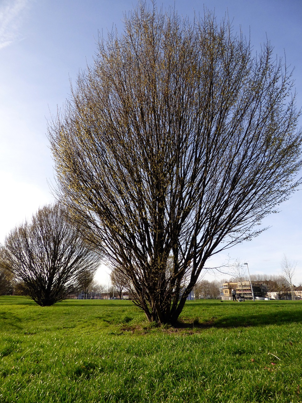 20170313_Newham_Star-Park_Star-Park