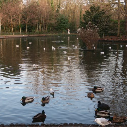 32-Busy-Pond-Peckham-Rye-Park-27_12_16