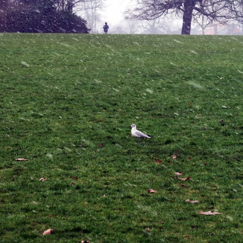33-Seagull-in-the-snow-Peckham-Rye-Park-11_2_17