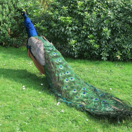 35-Peacock-in-Holland-Park-24_3_17